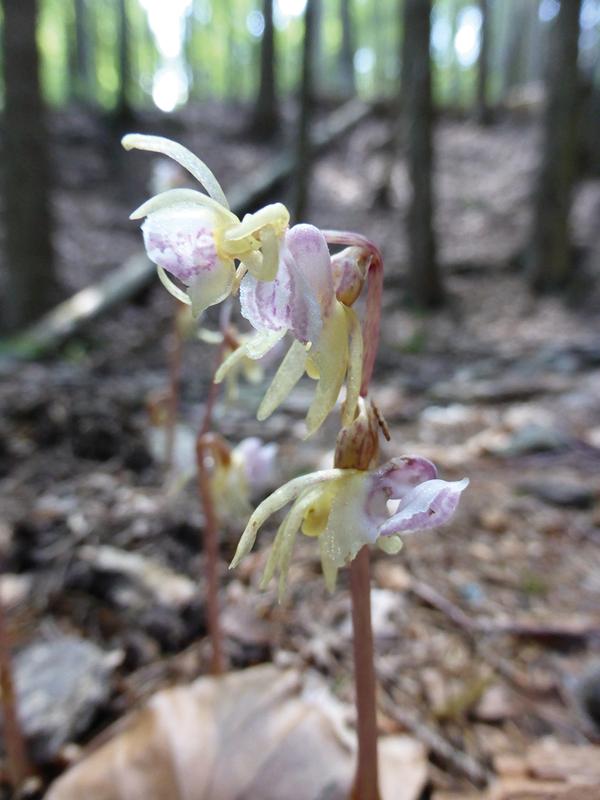 Der Blattlose Widerbart (Epipogium aphyllum) ist eine von Zeit zu Zeit oberirdisch erscheinende Orchidee. Die Pflanze gehört zu den besonders seltenen Arten.