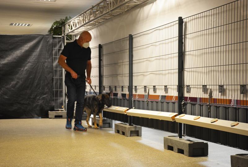 Back to culture - Corona sniffer dogs’ real-life feasibility study was successful