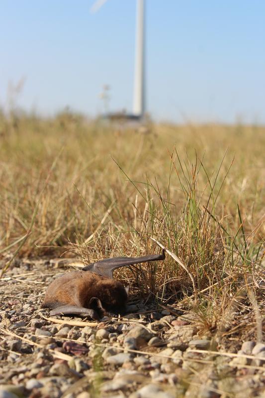 Nathusius's pipistrelle bat after collision with a wind turbine's rotor blades