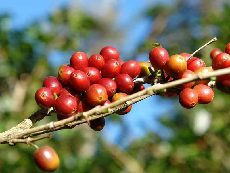 Kaffeekirschen an einem Zweig