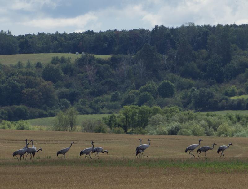 Die Möglichkeit der Vogelbeobachtung – hier in der Brandenburgischen Schorfheide –ist eine von insgesamt 16 Ökosystemleistungen, die im Rahmen der Studie untersucht wurden.