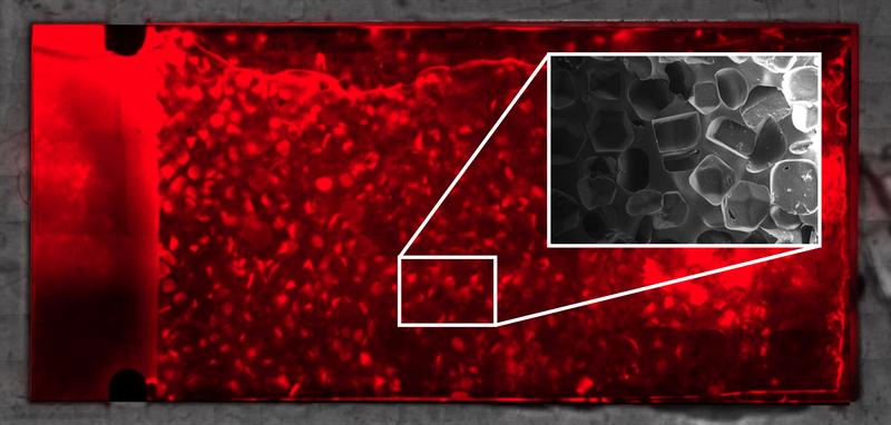 Die schwammähnliche Struktur des Chips (in grau) wurde mit Salzkristallen erzeugt. Die roten Mikroorganismen besiedeln sie im Labor innerhalb weniger Tage. (Foto: Institut für Biologische Grenzflächen-1, KIT)