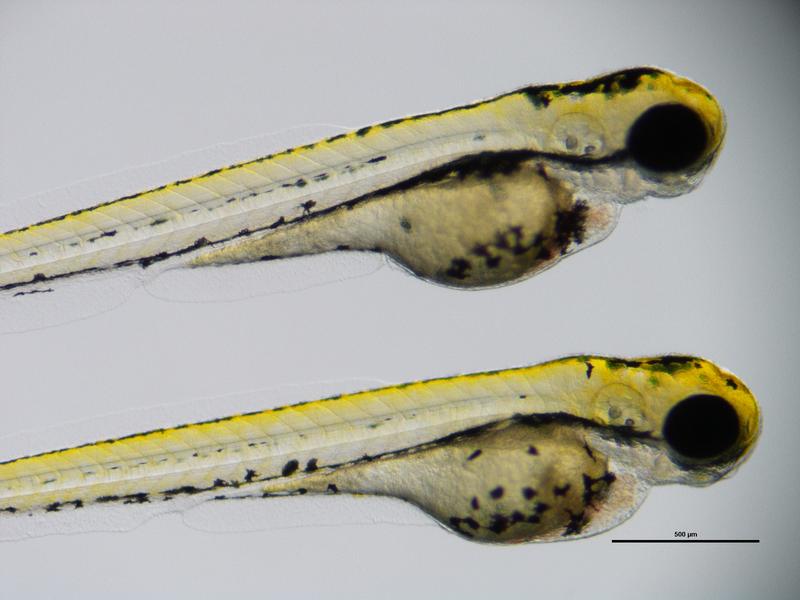 Zwei lebendige Zebrafischlarven, in denen das Fisch-SHROOM4-Gen ausgeschaltet wurde. Man erkennt entsprechende Fehlbildungen (kleine Augen, kleine Köpfe, Anomalien des Darms, Hinweise auf Herzfehler). 