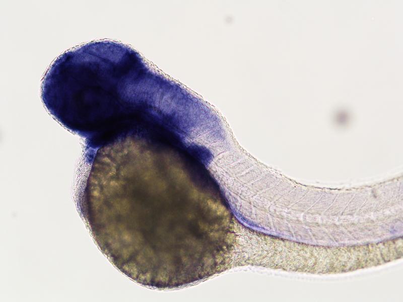 The zebrafish also has a SHROOM4 gene. The blue staining reveals that it is formed mainly in the head and brain, the heart, the gastrointestinal tract and the fins. 