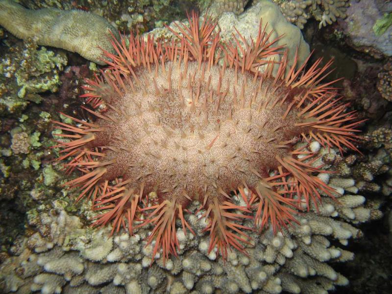 Dornenkronenseestern, Rotes Meer