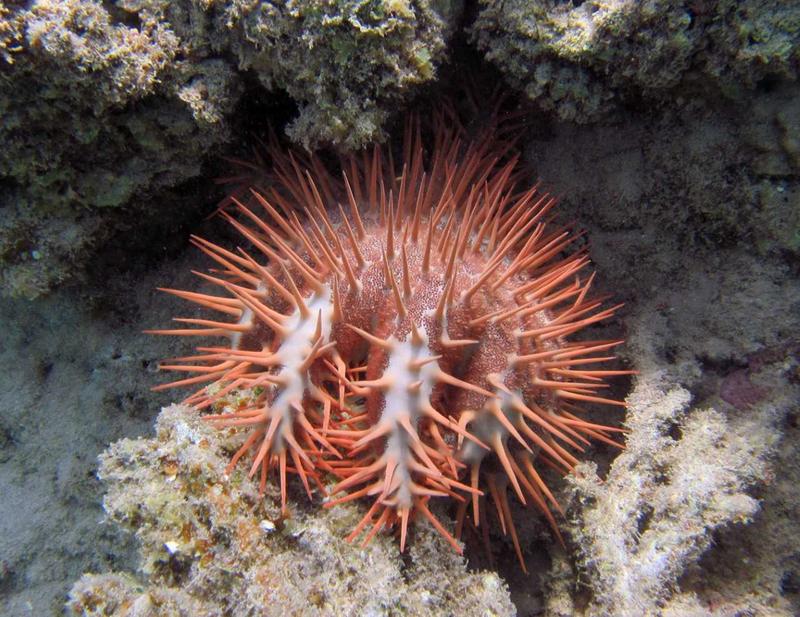 Dornenkronenseestern, Rotes Meer