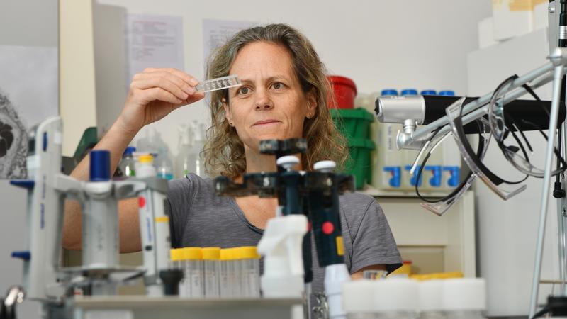 Klare Sicht aufs Wesentliche: Tina Bürki vom Empa-Labor «Particles-Biology Interactions» in St. Gallen sieht im Plazenta-Embryo-Chip die Zukunft für Tests zur Entwicklungstoxizität.