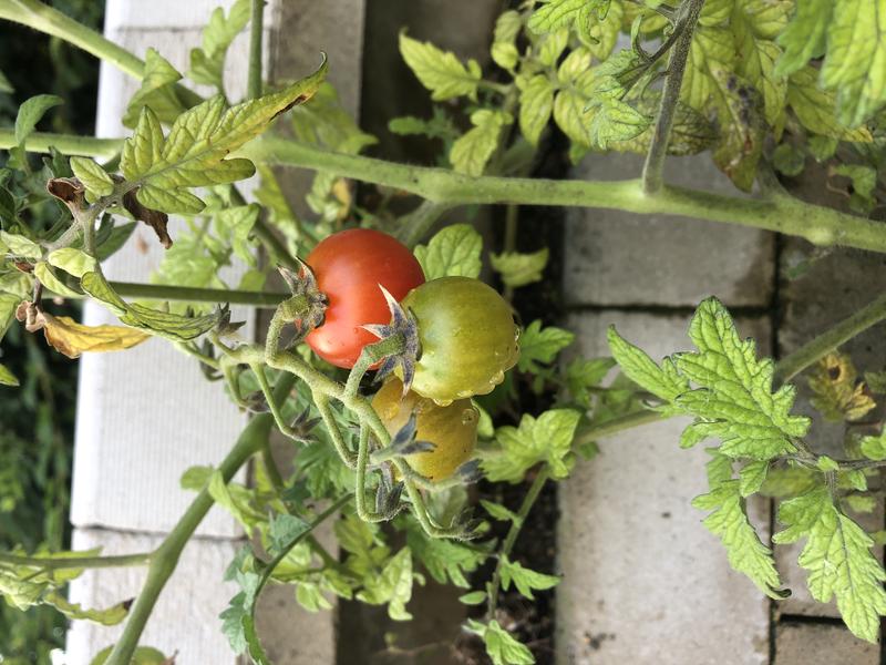 Tomaten-, Erdbeerpflanzen oder Kräuter können ebenfalls eingesetzt werden.