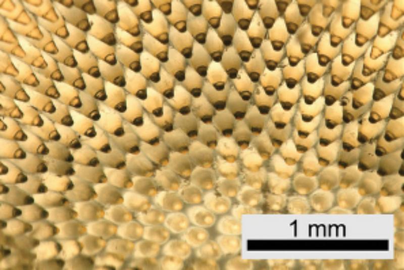 Mikroskopische Aufnahme der Innenseite des Facettenauges des Pfeilschwanzkrebses, die eine Reihe von Linsen zeigt, die Licht sammeln. Die Linsen erscheinen je nach Betrachtungswinkel dunkel oder hell.