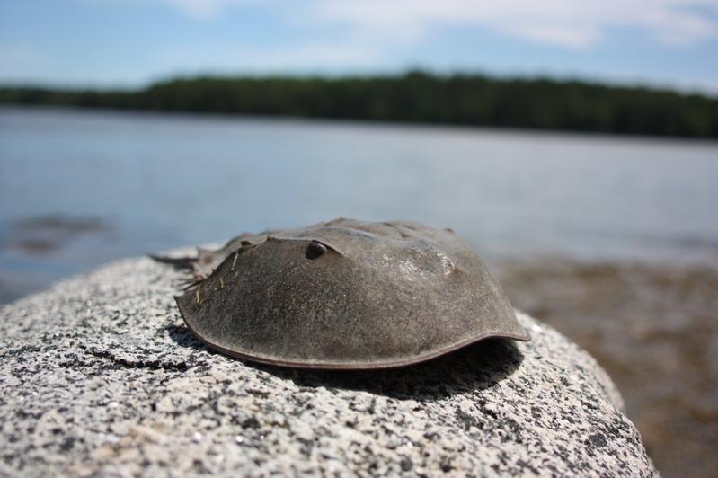 The horseshoe crab. One of the compound eyes is visible on the side of the animal.