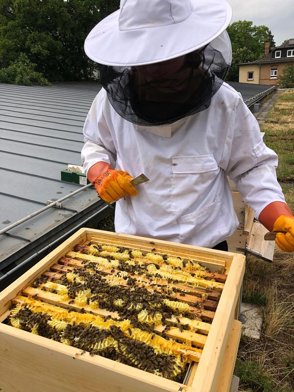 Im Imkerkittel zieht ein ehrenamtlicher Helfer die Honigwaben aus dem Bienenstock.