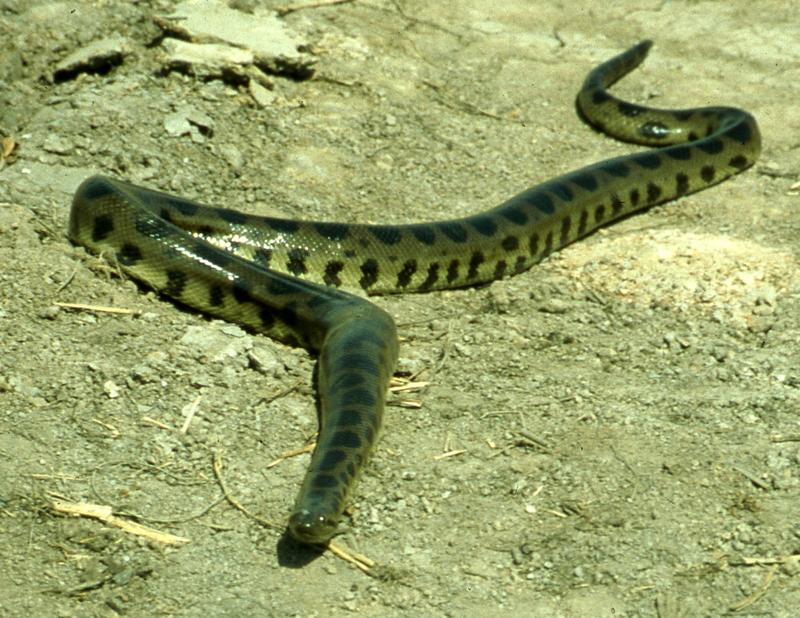 The fourth Anaconda species Eunectes beniensis