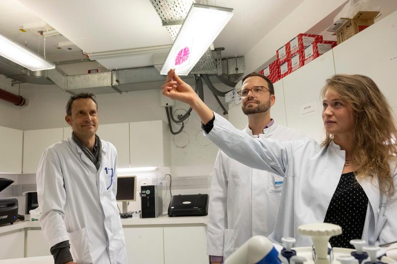 Looking at a neuropathological large slice preparation (from left): Prof. Dr. Albert Becker, Dr. Juri-Alexander Witt and Annika Reimers in the Institute of Neuropathology at the University Hospital Bonn. 