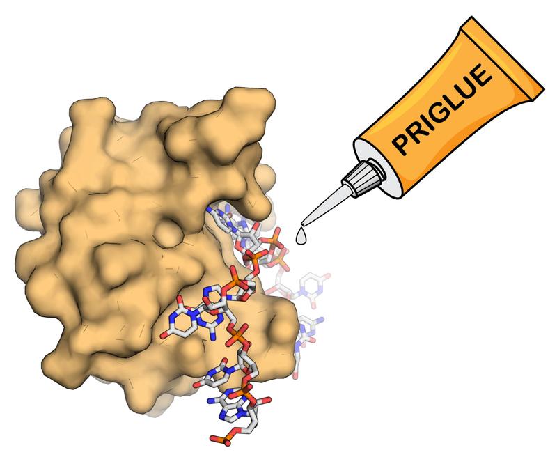 How the molecular glues PRIGLUEs work.