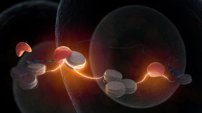 Der Pionierfaktor Nr5a2 (rot) bindet an die noch inaktive, um Histone (grau) gewickelte DNA, einer befruchteten Eizelle. So weckt er das Genom auf. Jetzt können Gene abgelesen werden, die für die Entwicklung eines Embryos notwendig sind.