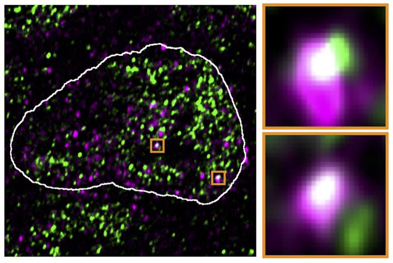 In the nucleus of mouse stem cells, derepressed endoviral RNA molecules (purple) appear at the same spots as condensates containing RNA polymerase II (green), as this fluorescence microscopy image shows