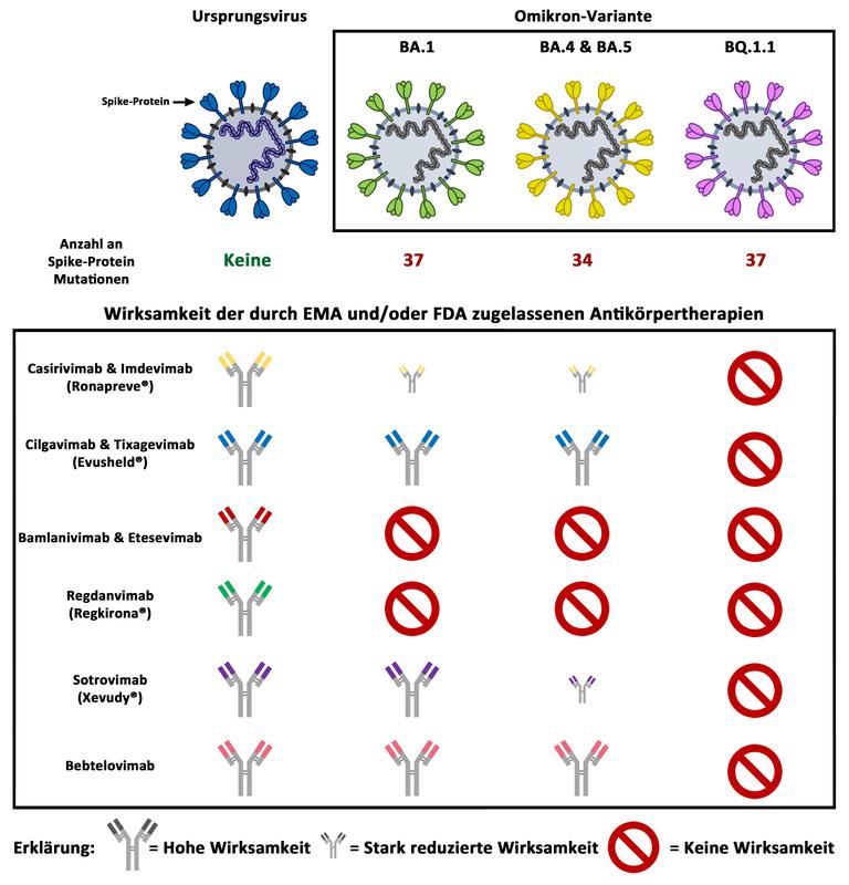 Die Omikron-Untervariante BQ.1.1 ist die erste Variante, die gegen alle derzeit durch die EMA (Europäische Arzneimittel- Agentur) und/oder FDA (US-Amerikanische Behörde für Lebens- und Arzneimittel) zugelassenen Antikörpertherapien resistent ist.