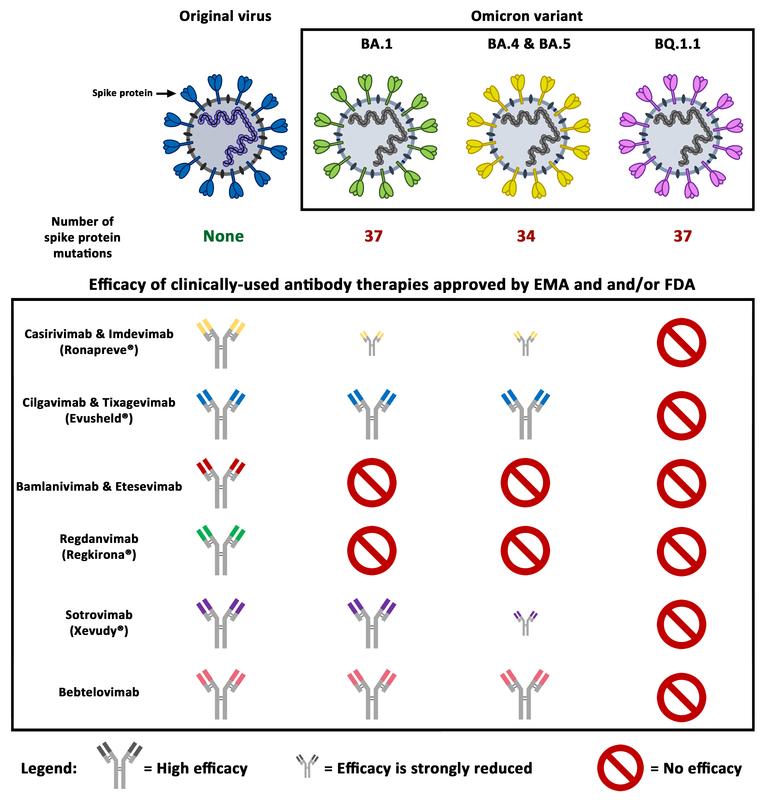 Omicron sub-lineage BQ.1.1 is the first variant resistant to all antibody therapies currently approved by the EMA (European Medicines Agency) and/or FDA (US Food and Drug Administration). 