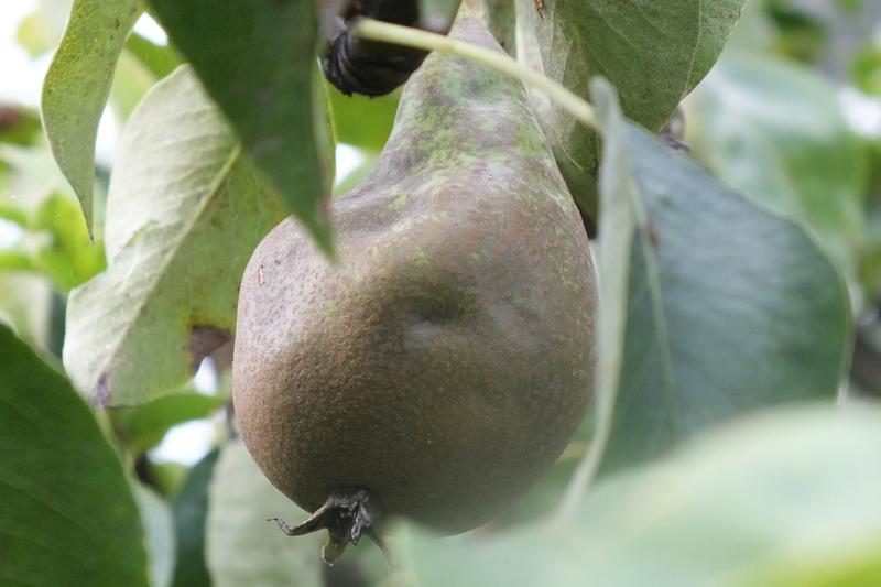 Durch Wanzen verursachte Schäden an einer Birnenfrucht: Je früher im Jahr die Saugtätigkeit einsetzt, desto stärker prägen sich die Deformationen aus.