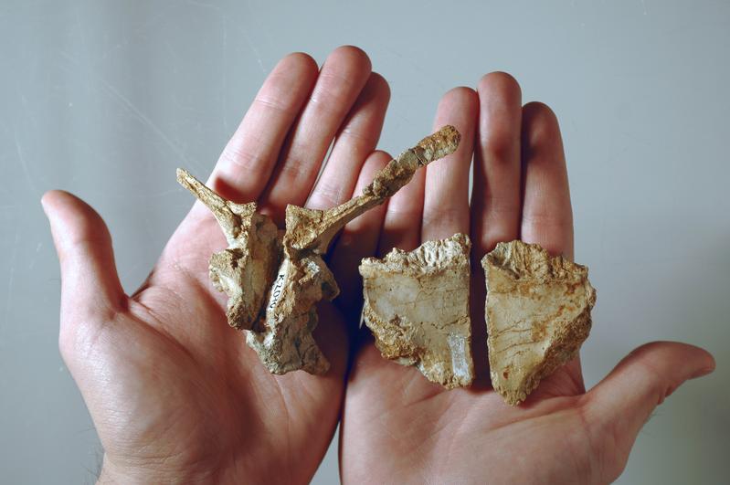 Schädelknochen des Transylvanosaurus geben Aufschluss über die Fauna der Kreidezeit.