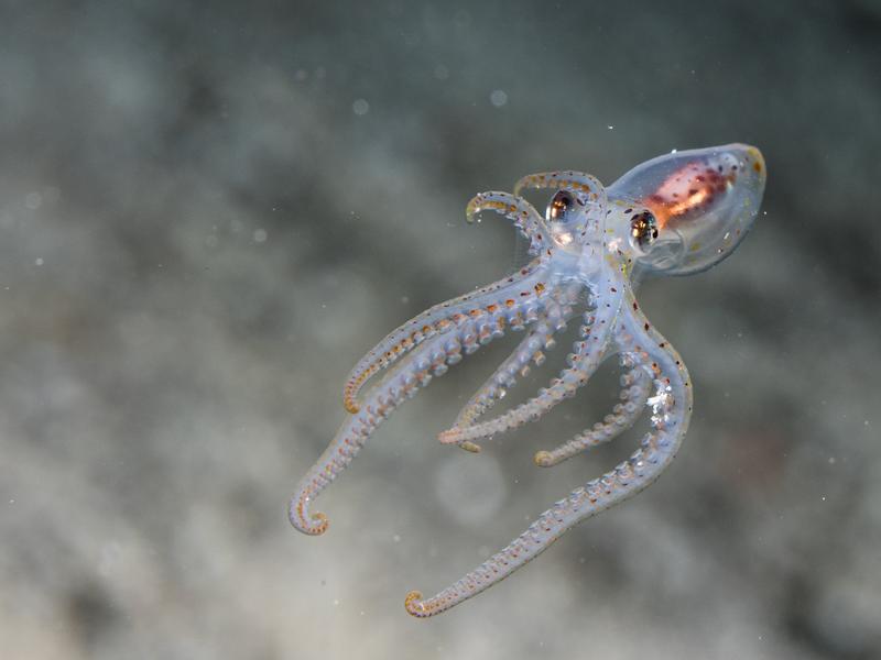 Oktopusse – hier ein Jungtier – haben komplexe Kamera-Augen. 