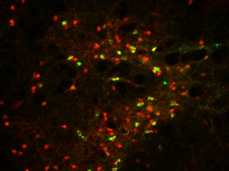 CRH-Neurone in der IPACL-Region produzieren ein rot fluoreszierendes Protein, das ihre Visualisierung erlaubt. Eine retrograde Markierung färbt CRH-Neurone zusätzlich grün, wenn sie mit der Substantia nigra im Mittelhirn verknüpft sind.