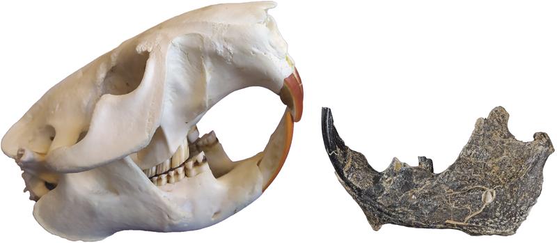 Schädel und Unterkiefer eines heutigen Bibers (Castor canadensis) im Vergleich mit dem Unterkiefer von Steneofiber depereti aus dem Allgäu. 