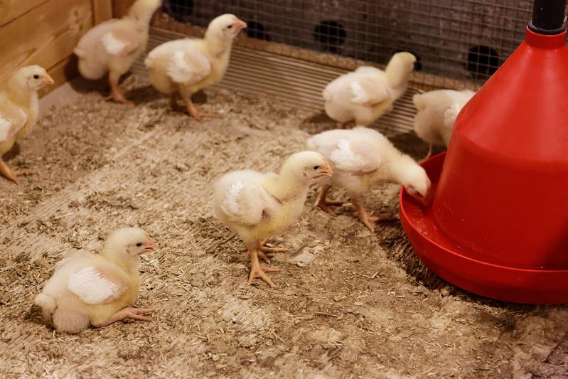 A tasty dish for chickens: As part of the University of Hohenheim’s ProGrün project, researchers are investigating how pastures can be used to produce high-quality protein for poultry and pig feed as well as a range of other high-quality materials.