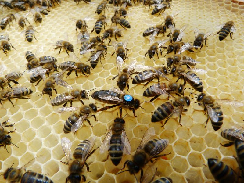 Eine Bienenkönigin (mit blauen Aufkleber markiert) im lockeren Hofstaat. 