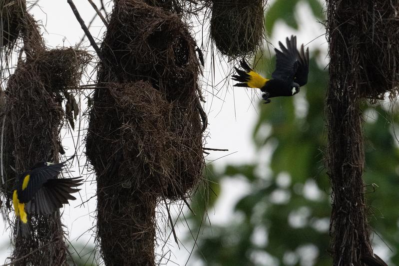 Das aufwendig gewebte Nest eines Gelbrücken-Stirnvogels wird jetzt im Phyletischen Museum der Universität Jena gezeigt.