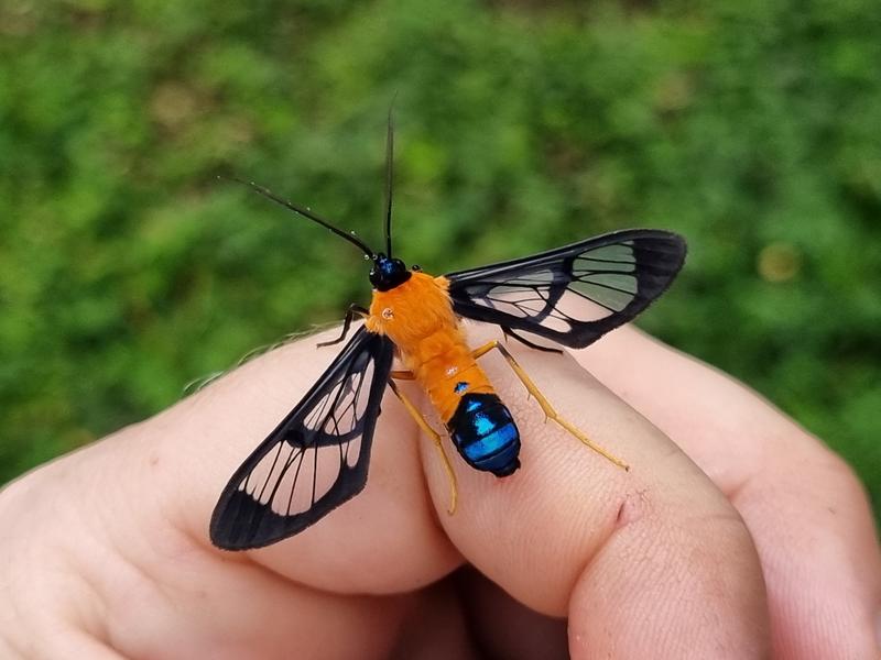 Ein Bärenspinner der Art Sarosa connotata aus dem peruanischen Regenwald. Ein Forschungsteam der Universität Jena erforscht die dortigen Schmetterlinge.