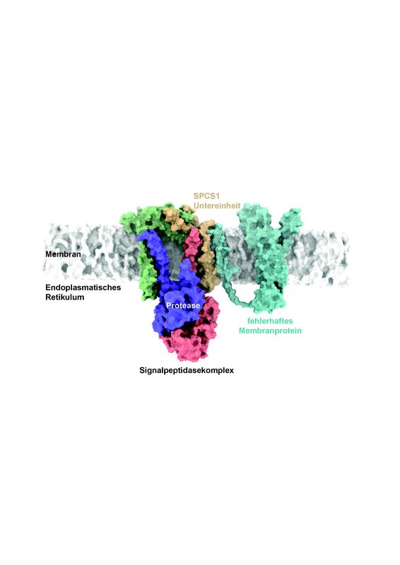 Hypothetisches Modell der Erkennung eines fehlerhaften Membranproteins durch den Signalpeptidasekomplex. Eine krankheitsassoziierte Cx32 Mutante interagiert in dem Modell mit der SPCS1 Untereinheit des Signalpeptidasekomplexes.