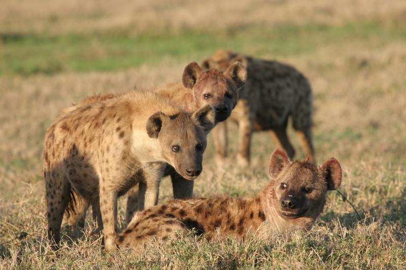 Drei Hyänenmännchen mit einem Weibchen
