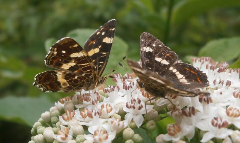 Die Sommergeneration des Landkärtchens ist überwiegend schwarz mit einem gebogenen weißen Band auf Vorder- und Hinterflügel. 