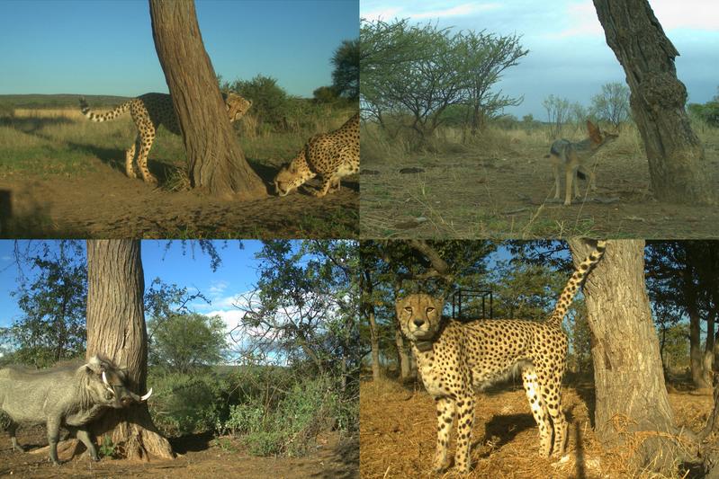 Photos from wildlife cameras set up at cheetah marking trees in Namibia