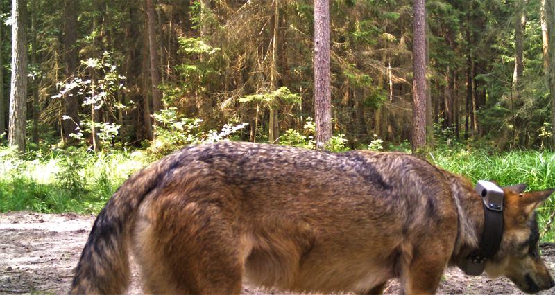 Wolf mit einem GPS-Tracking-Halsband, automatisch aufgenommen von einer Kamerafalle im Belovezshkaya-Pushcha Nationalpark, Belarus. Mithilfe der GPS-Technologie können Wissenschaftler feststellen, wo und wann sich Wölfe in der Landschaft bewegen. 