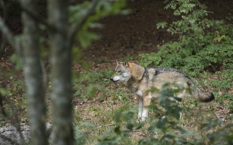 Wölfe sind in Europa immer häufiger anzutreffen. Ihre Erhaltung und ihr Management sind wichtige Themen in der Wildtierforschung (Anmerkung zum Foto: Gehegeaufnahme, Nationalpark Bayerischer Wald). 