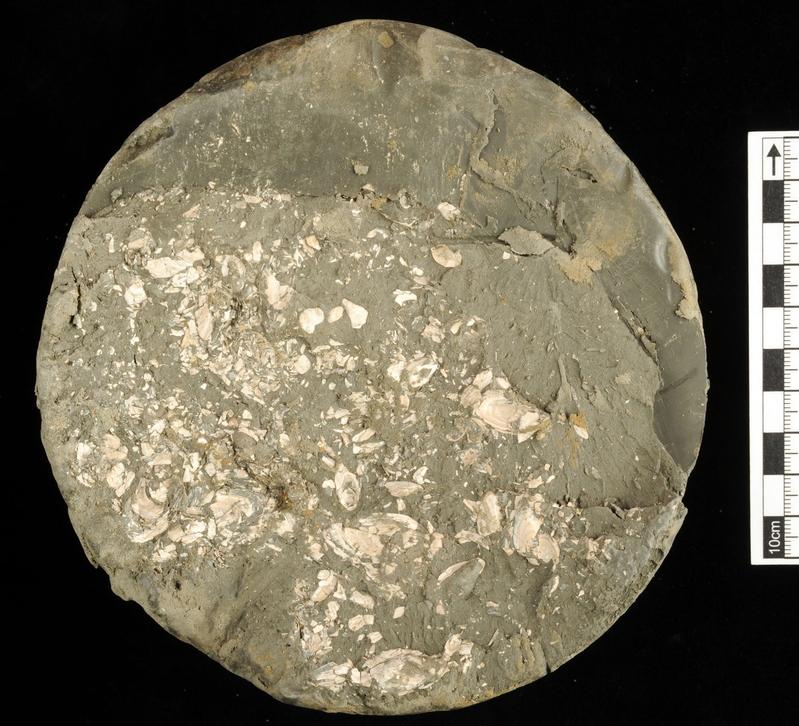 Querschnitt eines Bohrkerns mit Schalen fossiler Wandermuscheln
