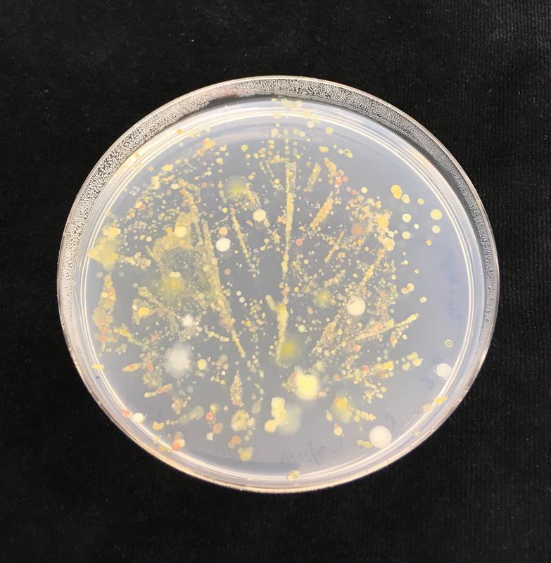 From the seed to the leaf - Microbiome of a leaf in a petri dish 