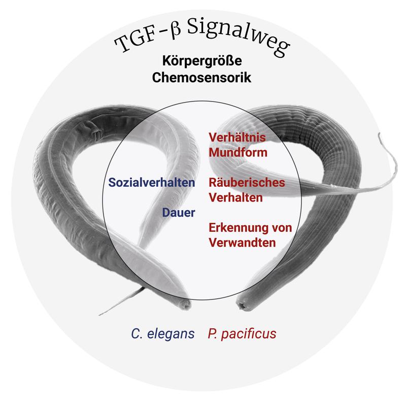 Schematische Darstellung der Funktionen des TGF-ß Signalwegs bei den zwei Fadenwurm-Arten C. elegans und P. pacificus