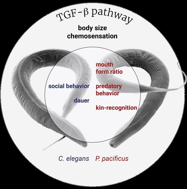 Schematic illustration TGF-ß signaling pathway functions in the two nematode species C. elegans and P. pacificus.