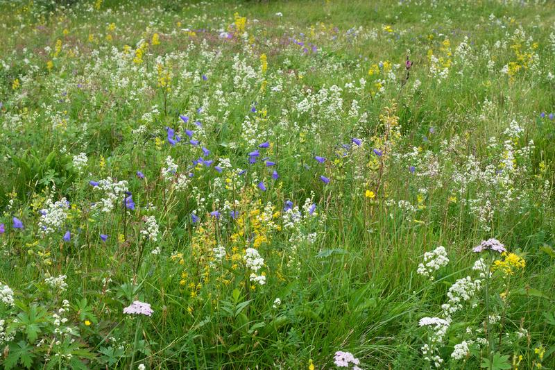 Meadow with a variety of flowering plants.
