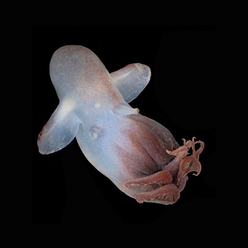 Dieser – erst 2021 beschriebene – Emperor-Dumbo-Oktopus (Grimpoteuthis imperator) stammt aus dem Nordpazifik und wurde während der AleutBIO-Expedition unter Leitung von Prof. Angelika Brandt wiederentdeckt. 