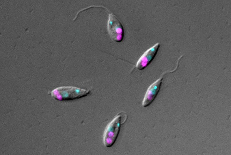 Beim Flagellaten Angomonas deanei, einem einzelligen eukaryotischen Organismus, der im Darm von Insekten lebt, enthält jede Zelle einen bakteriellen Symbionten, hier magenta markiert. Der Zellkern des Flagellaten und seine mitochondriale Genom sind cyan.