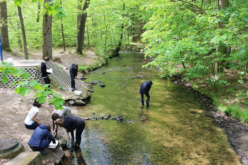 Freiwillige untersuchen das Makrozoobenthos in der Prießnitz bei Dresden-Klotzsche.