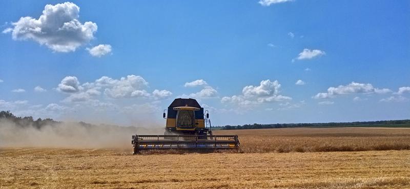 Um die kriegsbedingte Anbau- und Exportlücke für Weizen in der Ukraine zu schließen, empfehlen die Autorinnen und Autoren einer aktuellen Studie, den globalen Weizenanbau zu steigern. 