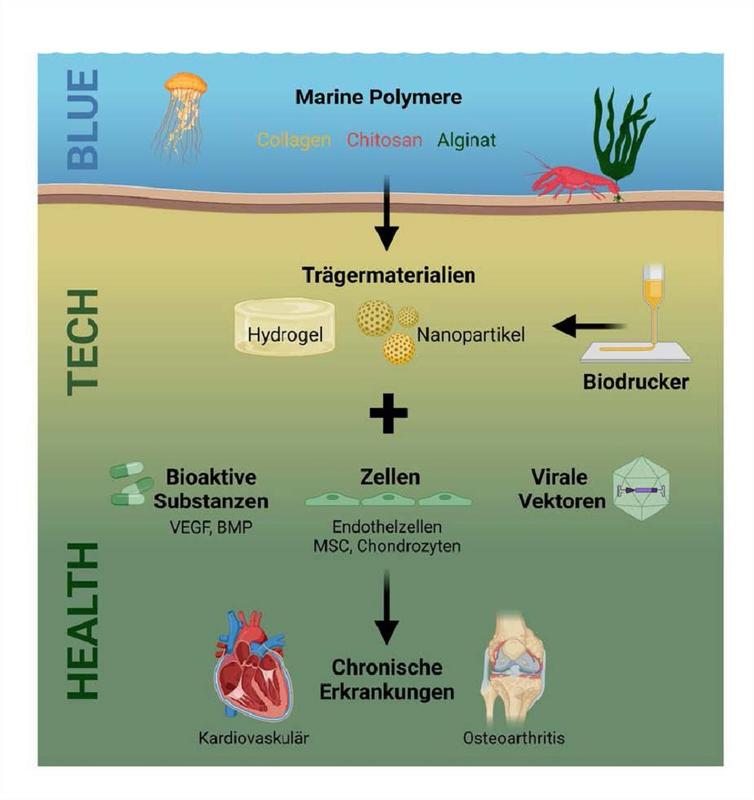 Individuell anpassbar und gut verträglich: Forschende im Projekt BlueBioPol wollen Biopolymere aus dem Meer als Basis verwenden, um Trägermaterialien für medizinische Wirkstoffe herzustellen. Die Grafik wurde hergestellt mit Biorender.com.