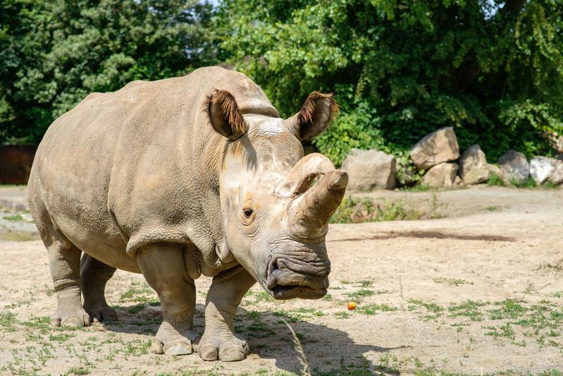 Nördliches Breitmaulnashorn Nabire im Safari Park Dvur Kralove