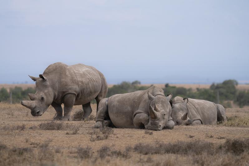 Nördliche Breitmaulnashörner Najin und Fatu und südliches Breitmaulnashorn Tauwo in der Ol Pejeta Conservancy in Kenia