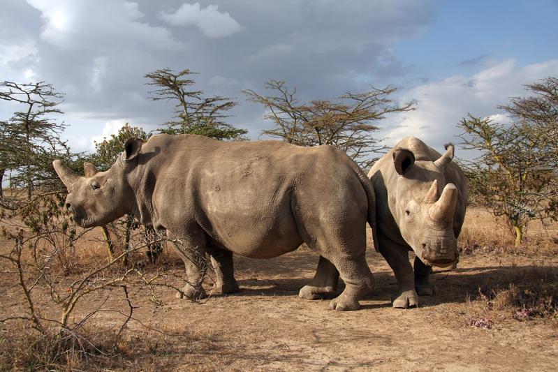 Die letzten beiden Weibchen leben im kenianischen Wildtierreservat „Ol Pejeta“. 